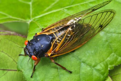 Cicadas Are Coming in 2024: What Pet Owners Need to Know