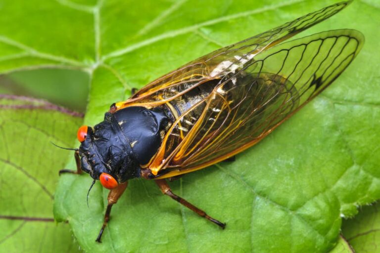 Black and red cicada with wings on a green leaf