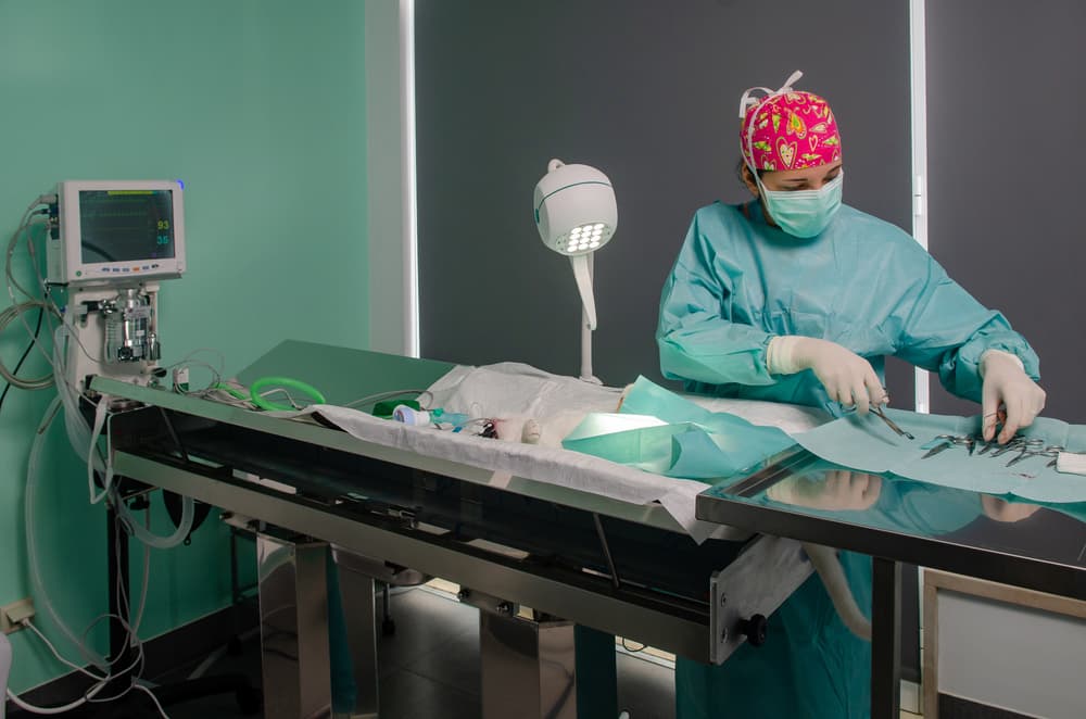 Cat undergoing surgery in hospital