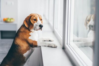 Separation Anxiety in Dogs: Causes, Symptoms and Treatment