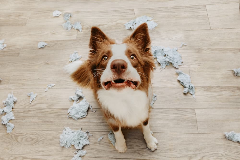Border Collie destroying a living room pillow
