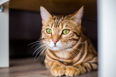 Pandora Syndrome in Cats