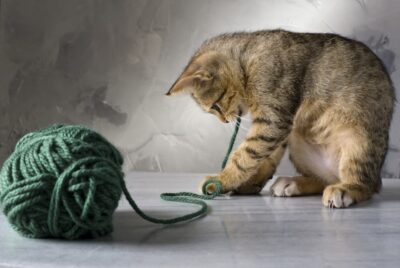 Intestinal Blockage in Cats