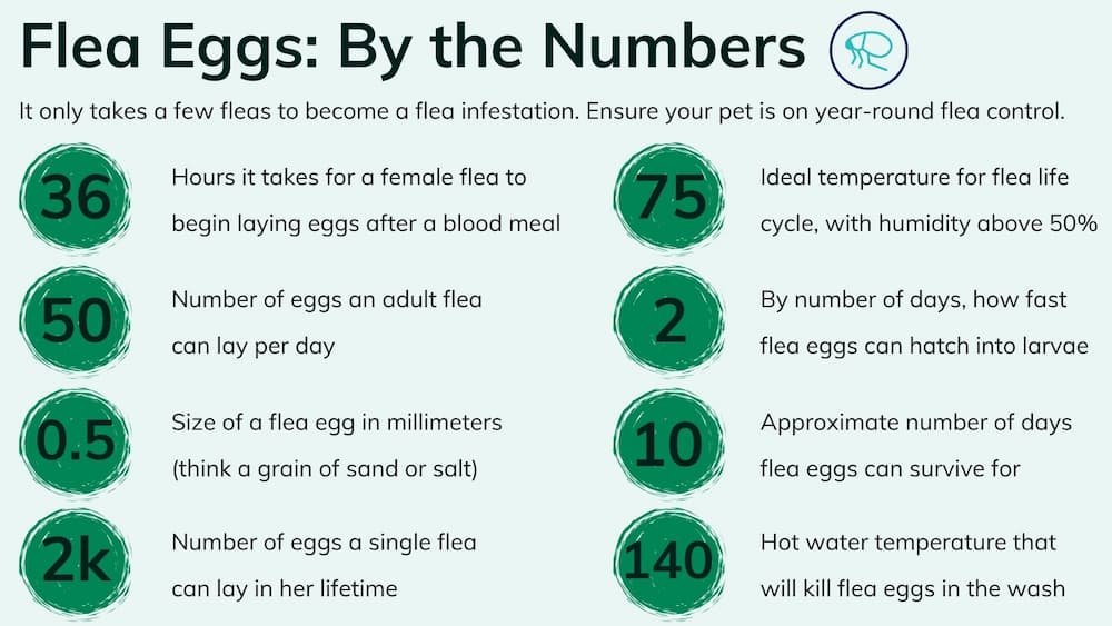 Flea eggs stats