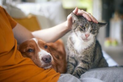 8 Great Ways to Show Your Pet Appreciation