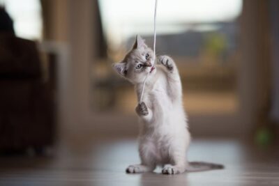 My Cat Ate String: Risks and What to Do