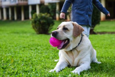 New Research Reveals Labradors May Be Hardwired for Obesity