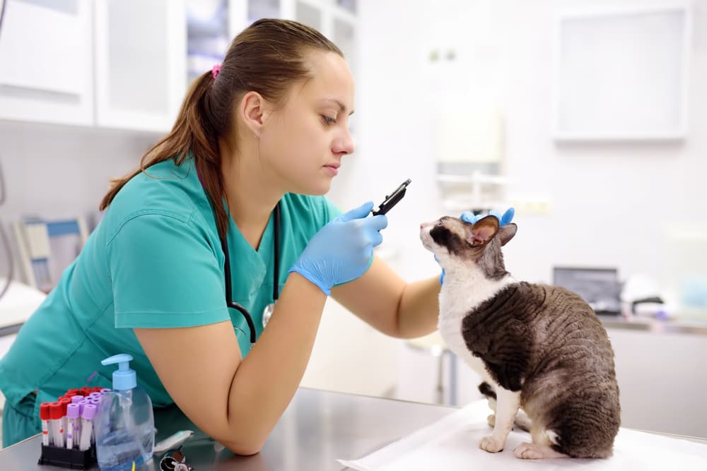 Veterinarian examining a cat's eyes
