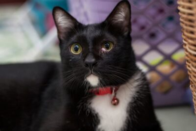 Cherry Eye in Cats