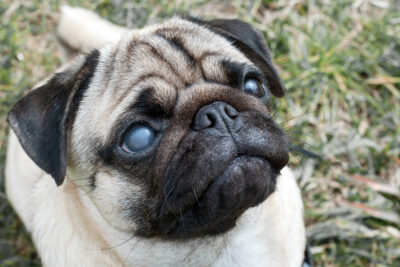 Cataract Surgery for Dogs: Cost, Procedure, and What to Expect