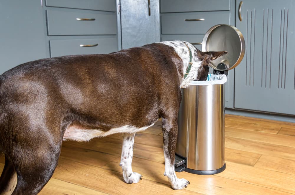 Dog getting into the trash can