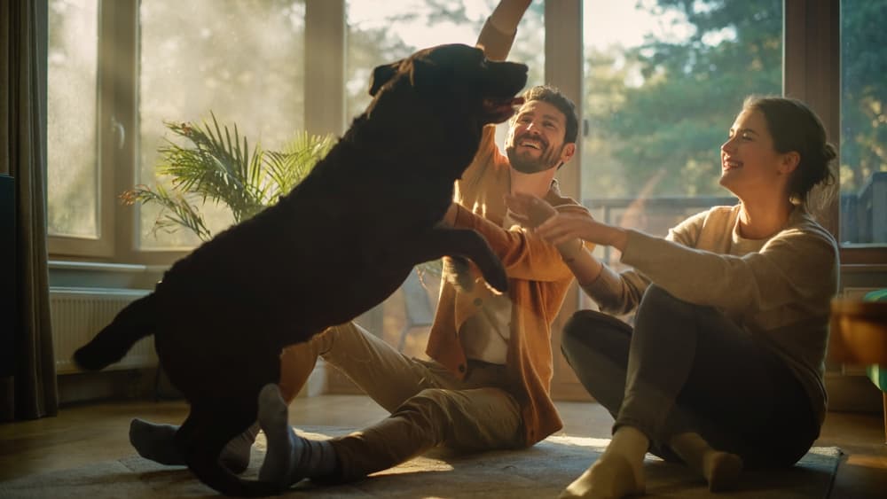 Happy couple play with their Labrador