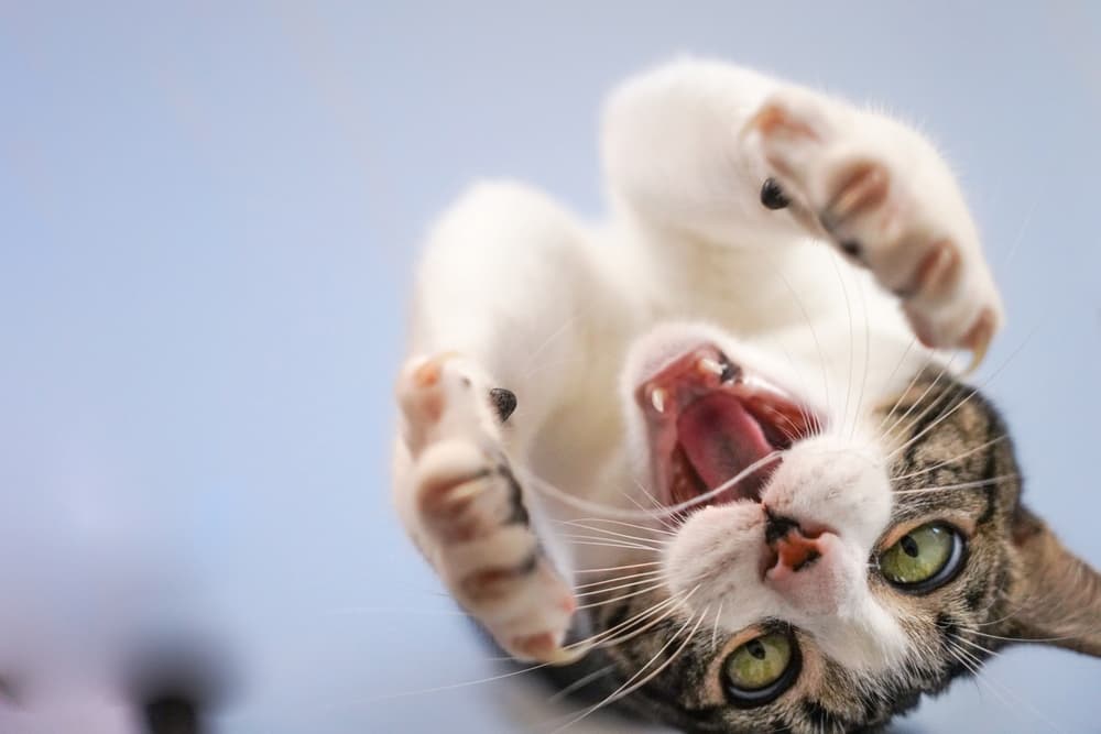 White and black cat playing with a string