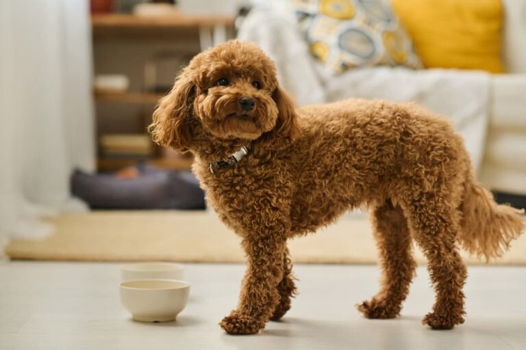 Dog waiting for food by bowls
