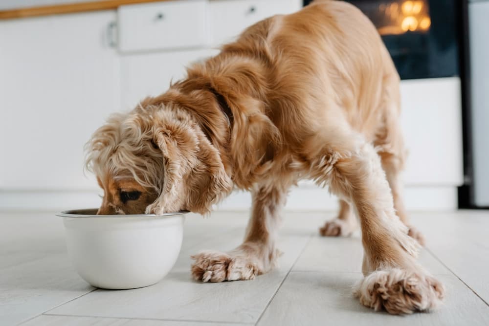 English Cocker Spaniel dog eating food from bowl