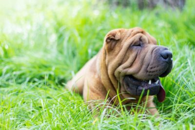 Woman Takes Dog DNA Test, Is Told She’s Part Shar-Pei