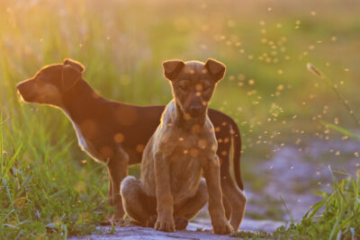 Do Mosquitoes Bite Dogs?