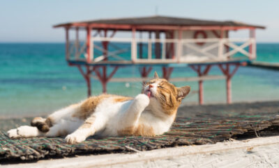 7 Tips for a Fun and Safe Cat Summer 7 Tips for a Fun and Safe Cat Summer