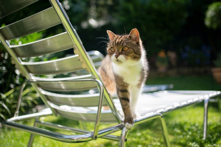 tabby white british shorthair cat standing on sun lounger outdoors in sunny garden