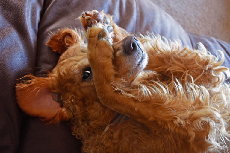 Dog Parent Mistakes