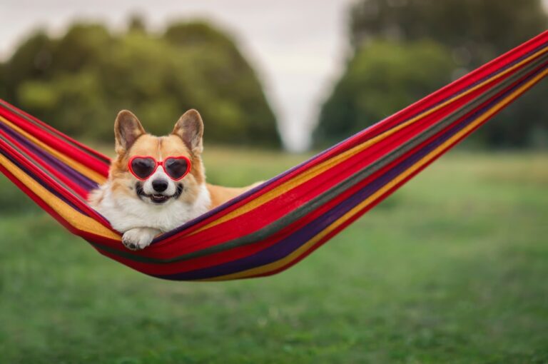 Cute pup in sunglasses laying in hammock