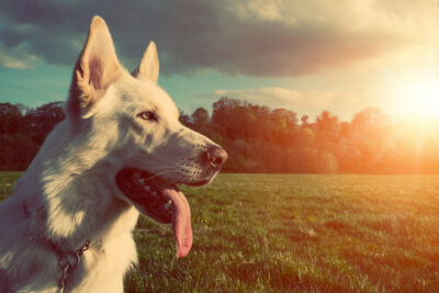 8 Common Summer Dangers for Dogs