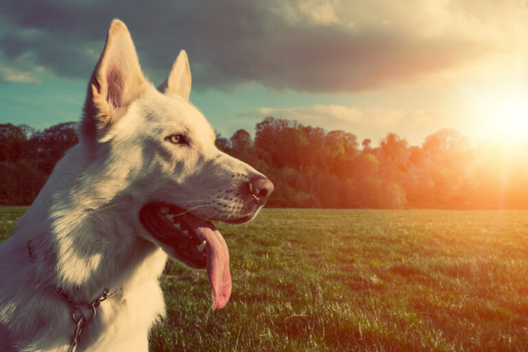 Gorgeous large white dog in a park with the summer sun shining brightly
