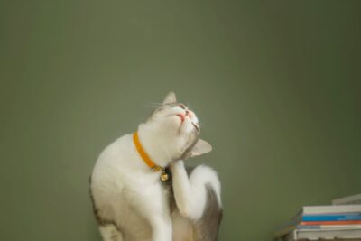 Why Is My Cat Itching and Licking So Much?