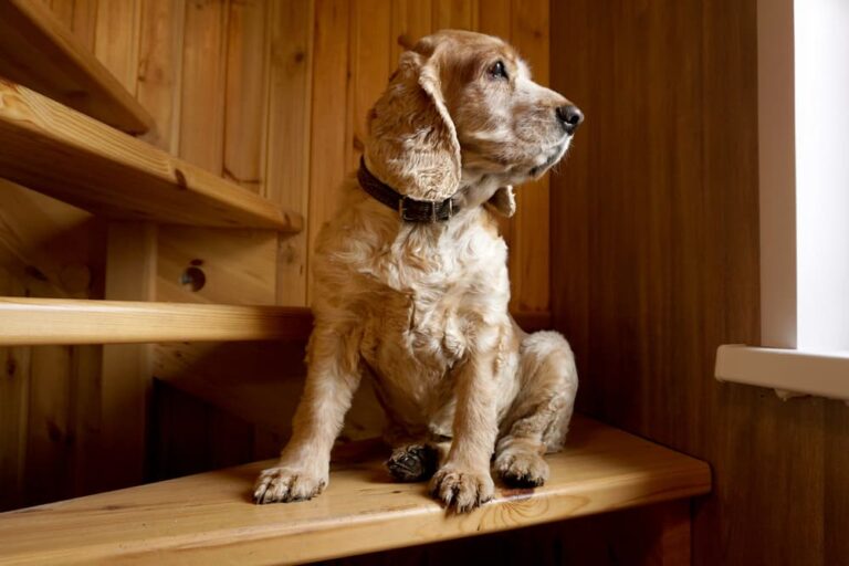Dog sits on stairs and looks out window