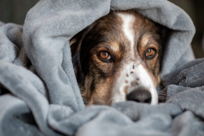Spleen Cancer in Dogs