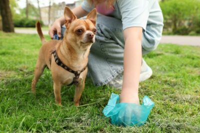 White Specks in Dog Poop: What It Means