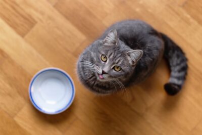 9 Reasons Your Cat Is Always Hungry 9 Reasons Your Cat Is Always Hungry