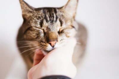 Do Cats Only Purr When They’re Happy? Not Necessarily
