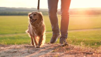 What Role Does Inflammation Play in Canine Osteoarthritis?