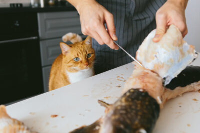 15 Poisonous Foods for Cats 15 Poisonous Foods for Cats