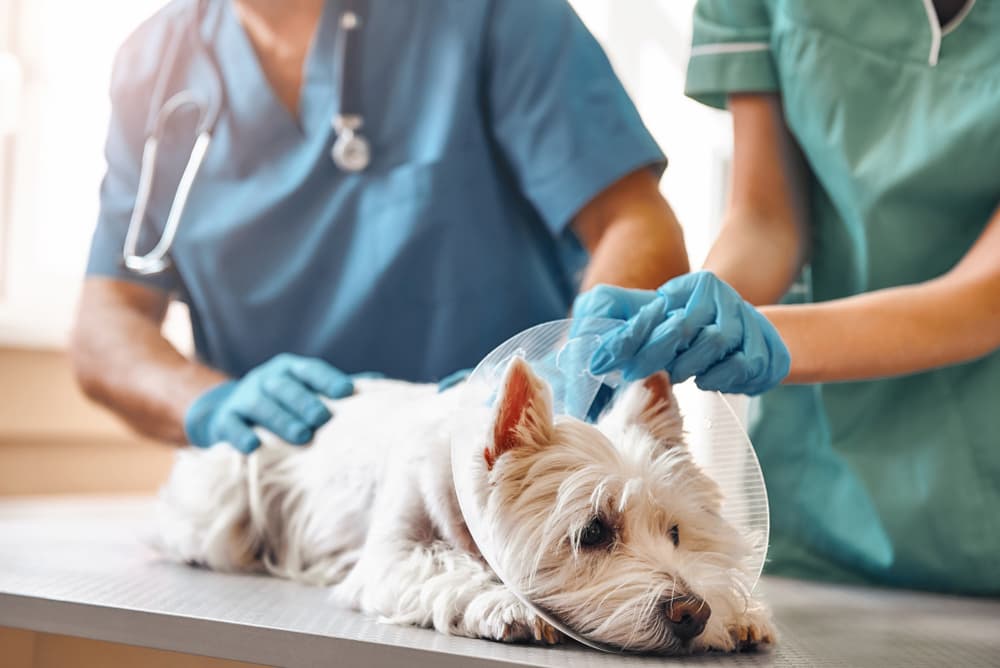 Veterinary team puts plastic collar on dog at hospital