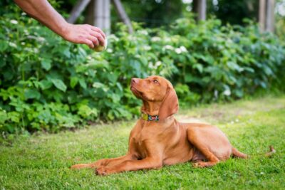 Dogs Can Associate Words with Objects, New Study Shows