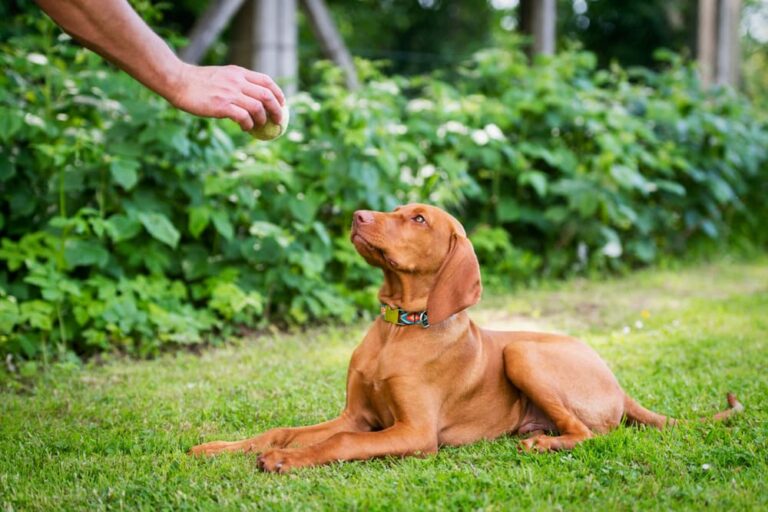 Dog parent holding ball up to dog
