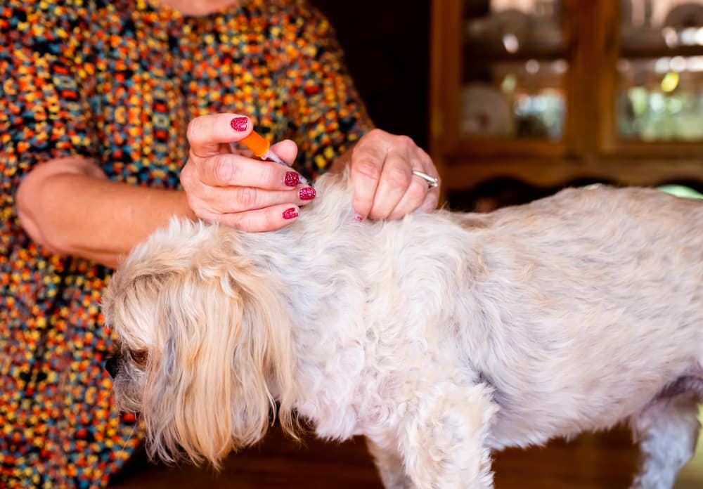 Pet parent gives their dog an insulin injection