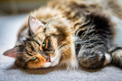 14 Cat Stroke Symptoms to Watch For