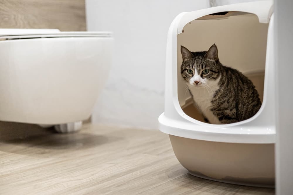 Cat sits in litter box