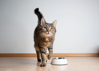 What Is Dangerously High Blood Sugar for a Cat?
