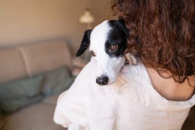 My Dog Needs Surgery and I Can’t Afford It: 7 Ways to Pay