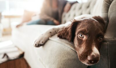 Do Dogs Get Bored? 7 Signs and How to Help Do Dogs Get Bored? 7 Signs and How to Help
