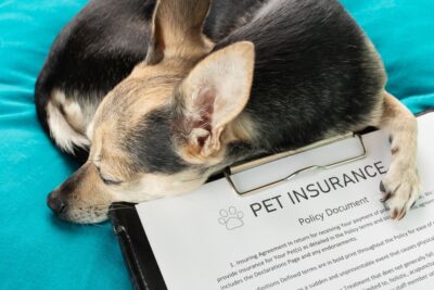 Nationwide Pet Insurance Cancellations Leave Pet Parents Scrambling Nationwide Pet Insurance Cancellations Leave Pet Parents Scrambling