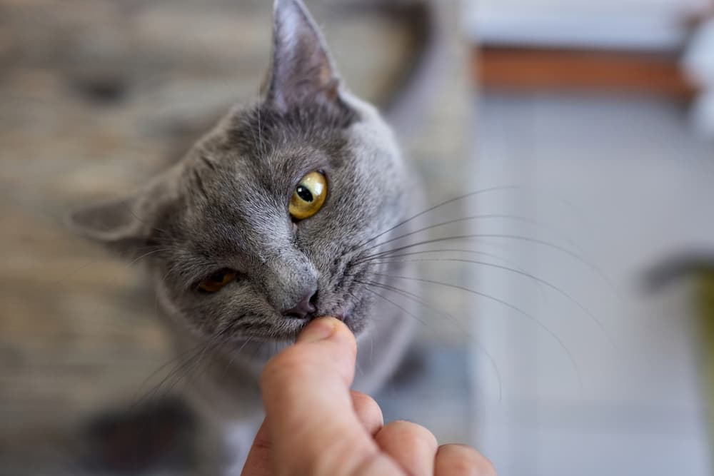 Pet owner giving a cat a tablet