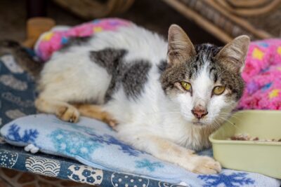 Meningitis in Cats: Signs, Causes, Treatments Meningitis in Cats: Signs, Causes, Treatments