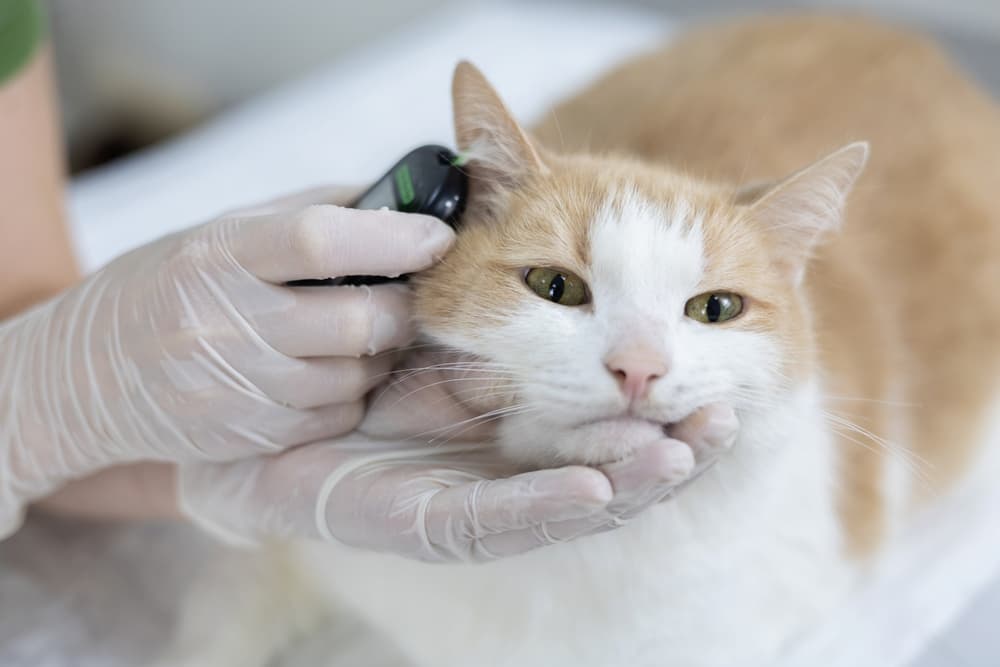Veterinarian measures cat glucose levels