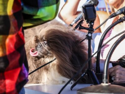 Meet Wild Thang, the Toothless Pekingese Crowned World’s Ugliest Dog