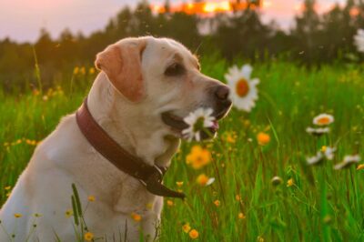 Heartworm Is Preventable, but Study Finds Common Myths Leave Pets Unprotected